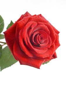 Red Rose With Drops Of Water Stock Image Red Rose With Drops Of Water Stock Image