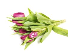 Purple Tulips Stock Photos Purple Tulips Stock Photos