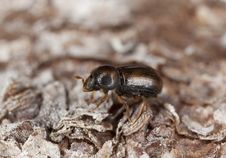 Extreme Close-up Of A Bark Borer Royalty Free Stock Images