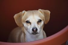 Chihuahua Dog In Pot Royalty Free Stock Image Chihuahua Dog In Pot Royalty Free Stock Image