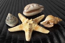 Starfish And Seashells Royalty Free Stock Photo Starfish And Seashells Royalty Free Stock Photo