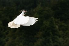 White Dove In Flight Stock Photos