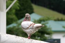 Modena Pigeon Stock Images Modena Pigeon Stock Images