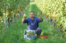 Vintner In The Vineyard Stock Photo Vintner In The Vineyard Stock Photo