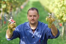 Vintner In The Vineyard Stock Photos Vintner In The Vineyard Stock Photos