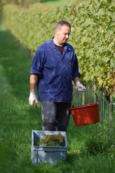 Vintner In The Vineyard Stock Photography Vintner In The Vineyard Stock Photography