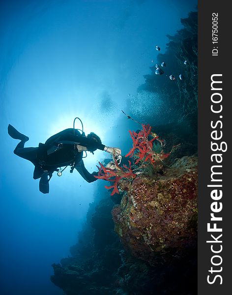 Adult male scuba diver photographing a tropical coral reef. Shark observatory, Ras Mohamed National Park, Red Sea, Egypt. Adult male scuba diver photographing a tropical coral reef. Shark observatory, Ras Mohamed National Park, Red Sea, Egypt.