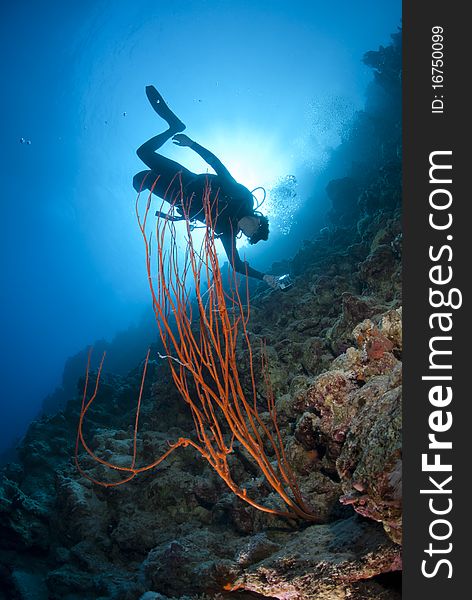 Adult male scuba diver photograhing a coral reef.