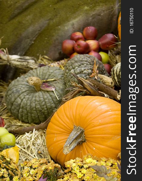Pumpkin patch for fall decoration