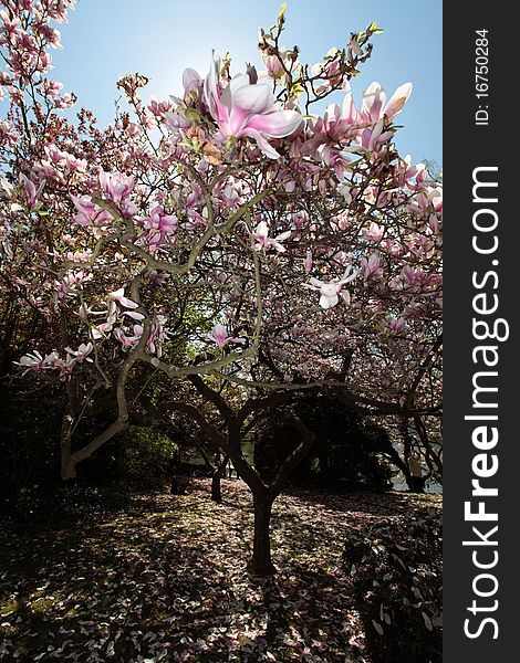 Magnolia tree losing its flowers under the blue spring sky