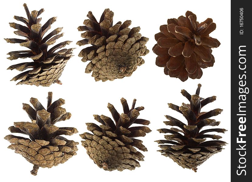 Close-up pine cones set, isolated on white