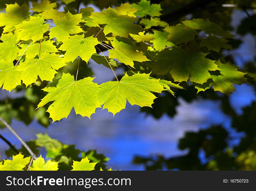 Yellow and green maple leafs are hanging above alpine lake