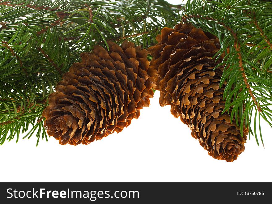 Close-up fir tree with cones, isolated on white