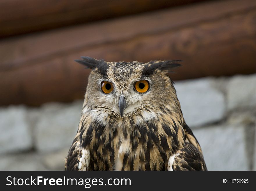 Eagle Owl ( bubo bubo )