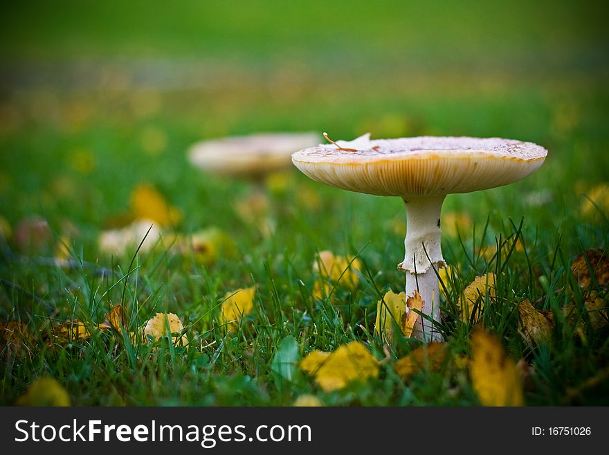 A white mushroom growing on a lawn with some leaves on the ground