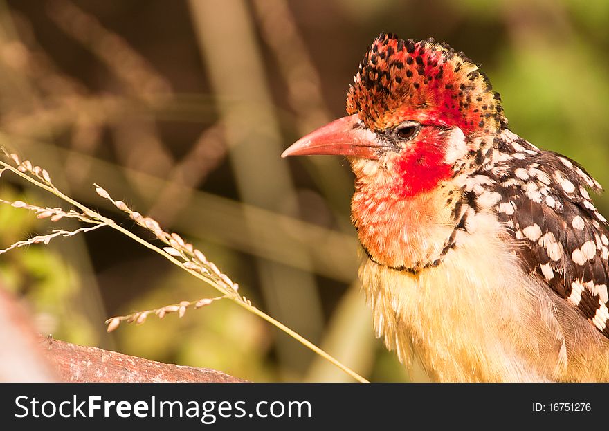 A close-up to the face of the Red-and-yellow Barbet showing the spectacular colors of this african bird. A close-up to the face of the Red-and-yellow Barbet showing the spectacular colors of this african bird.