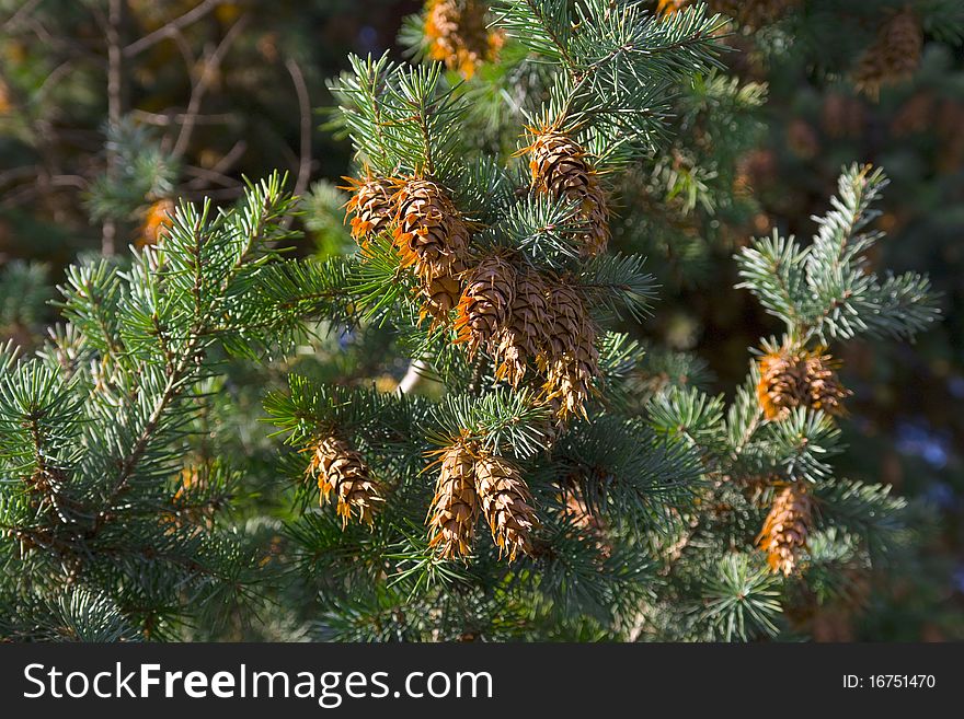 The cones of spruce. Christmas background