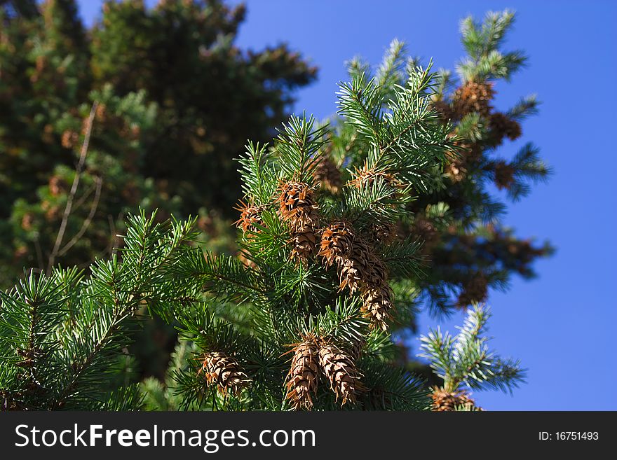 Cones Against Blue Sky