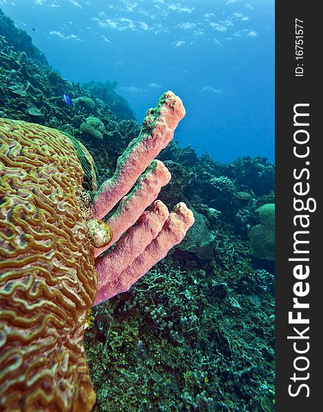Coral reef off the coast of Rpatan Honduras. Coral reef off the coast of Rpatan Honduras