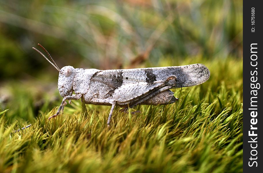 Grey grasshopper on green grass