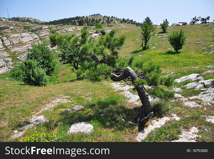 Curved pine on the mountain Ai-Petri