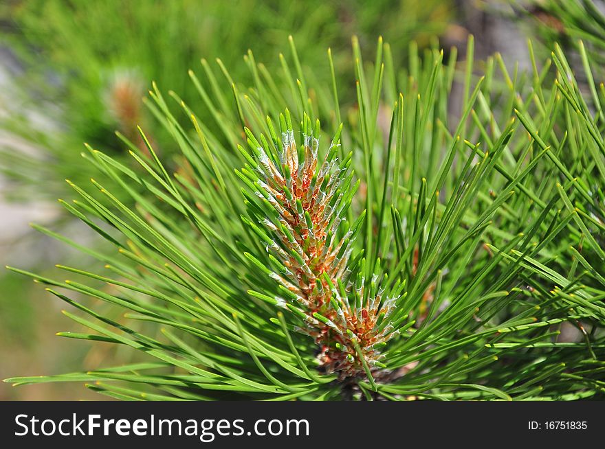 Macro pine branch with background