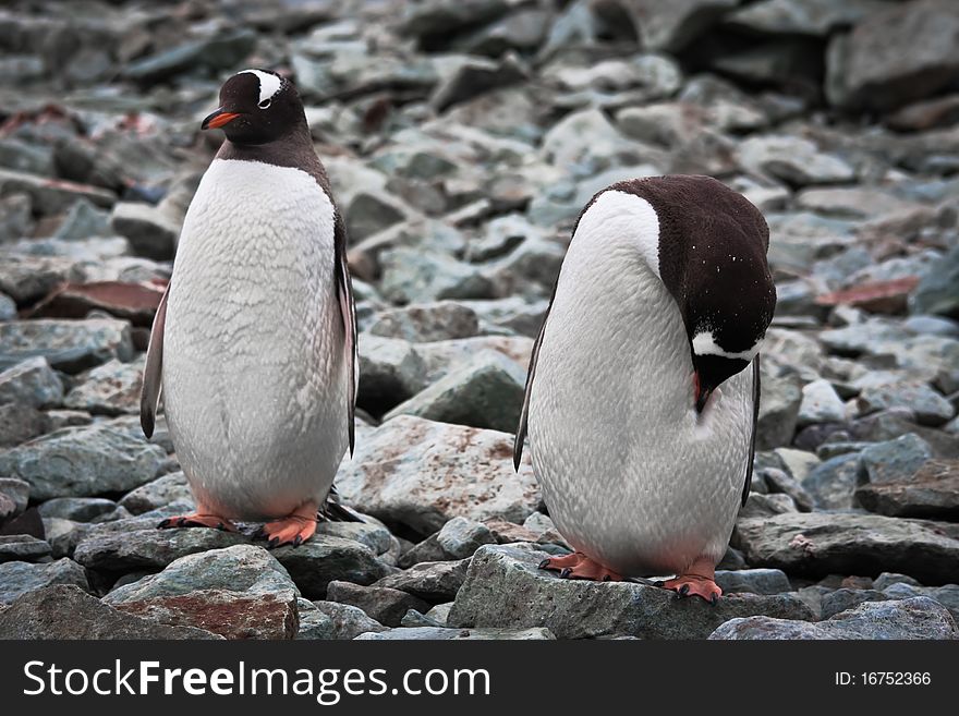 Two identical penguins resting on the stony coast of Antarctica