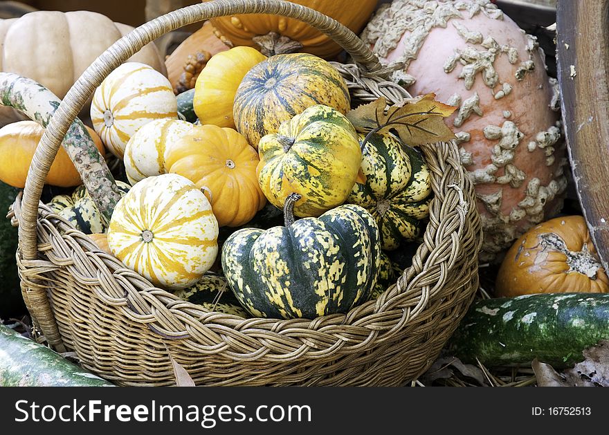 A colorful selection of fall pumpkins and gourds