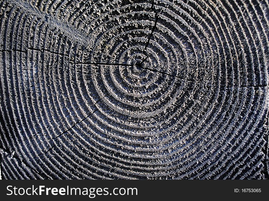 Detail of the end of a log. Detail of the end of a log