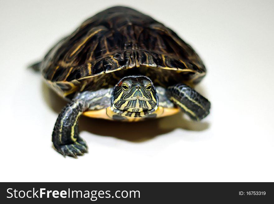 Turtle isolated on white background, showing calm and peace.