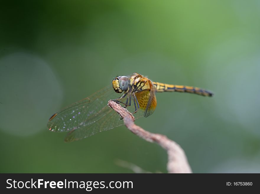 A closeup photograph of a dragonfly on a perch