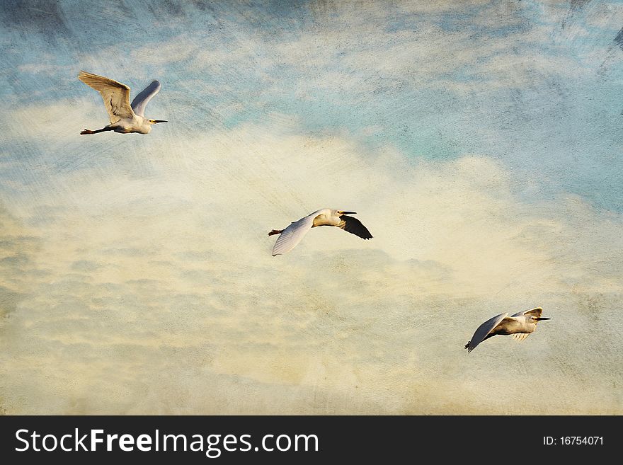 I used grunge, distressed and painterly textures on this image of three snowy egrets in-flight across a heavenly cloud-filled sky. I used grunge, distressed and painterly textures on this image of three snowy egrets in-flight across a heavenly cloud-filled sky