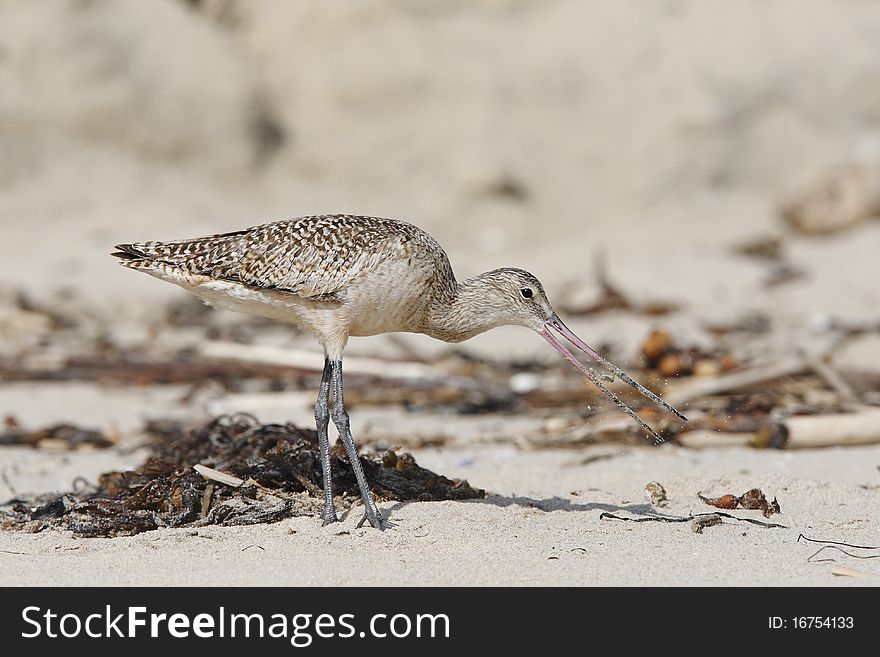 Marbled Godwit And Snack