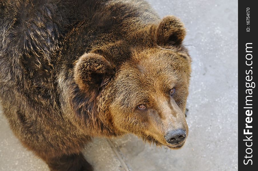 Brown Bear is the most widely distributed bear or related species, which can see in many parts of Eurasia and North America . Brown Bear is the most widely distributed bear or related species, which can see in many parts of Eurasia and North America .