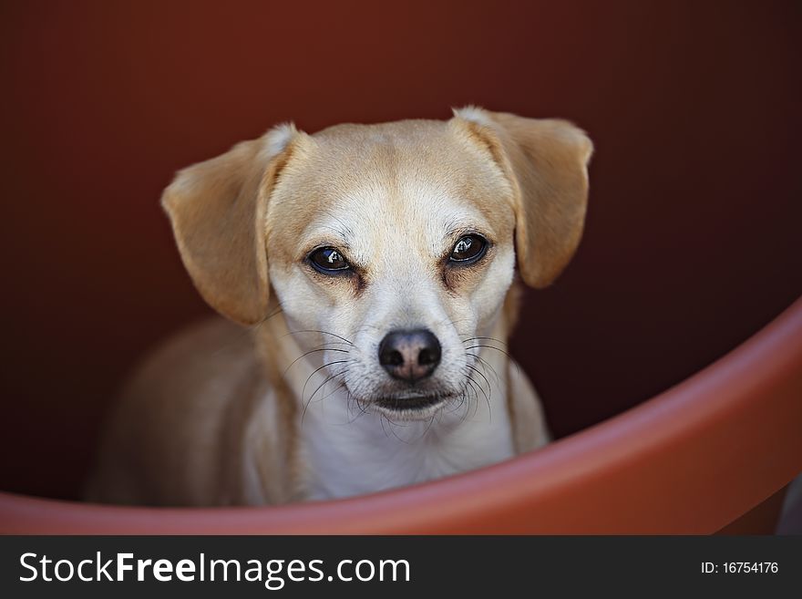 Chihuahua Terrier Mix Dog in a flowerpot. Chihuahua Terrier Mix Dog in a flowerpot