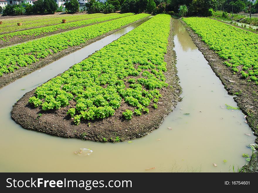 Vegetable Garden