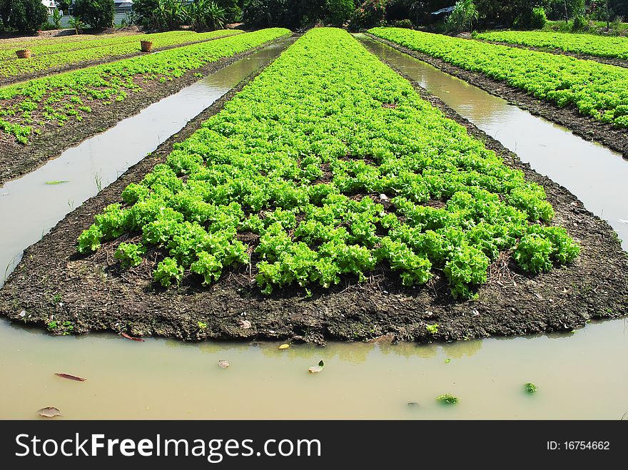 This picture is the green vegetable garden