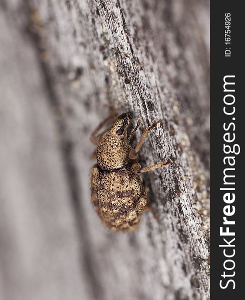 Weevil On Wood, Macro Photo