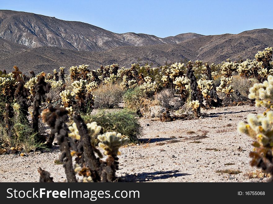 Small joshua tree cactus in joshua Tree National park