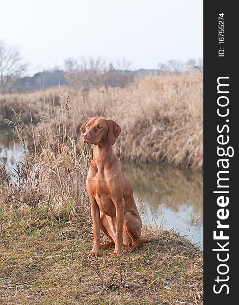 A female Hungarian Vizsla dog sits in a field beside a creek in autumn. A female Hungarian Vizsla dog sits in a field beside a creek in autumn.