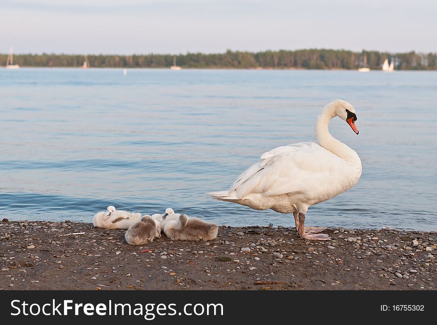 A mute swan stands and guards four cygnets on a beach on Lake Ontario. A mute swan stands and guards four cygnets on a beach on Lake Ontario.