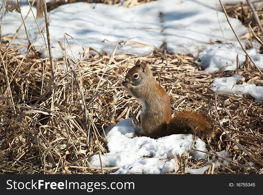 A red squirrel feeds in a snowy field in winter. A red squirrel feeds in a snowy field in winter.