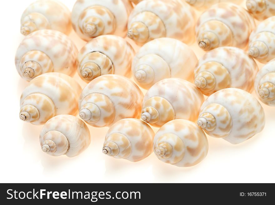 Seashells isolated on white background