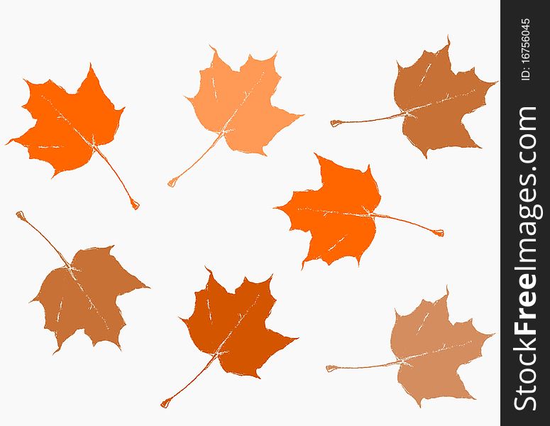 Composition of the maple leaves on white background