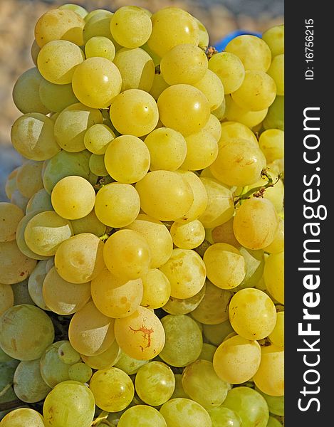 White grapes in the sun on a farm