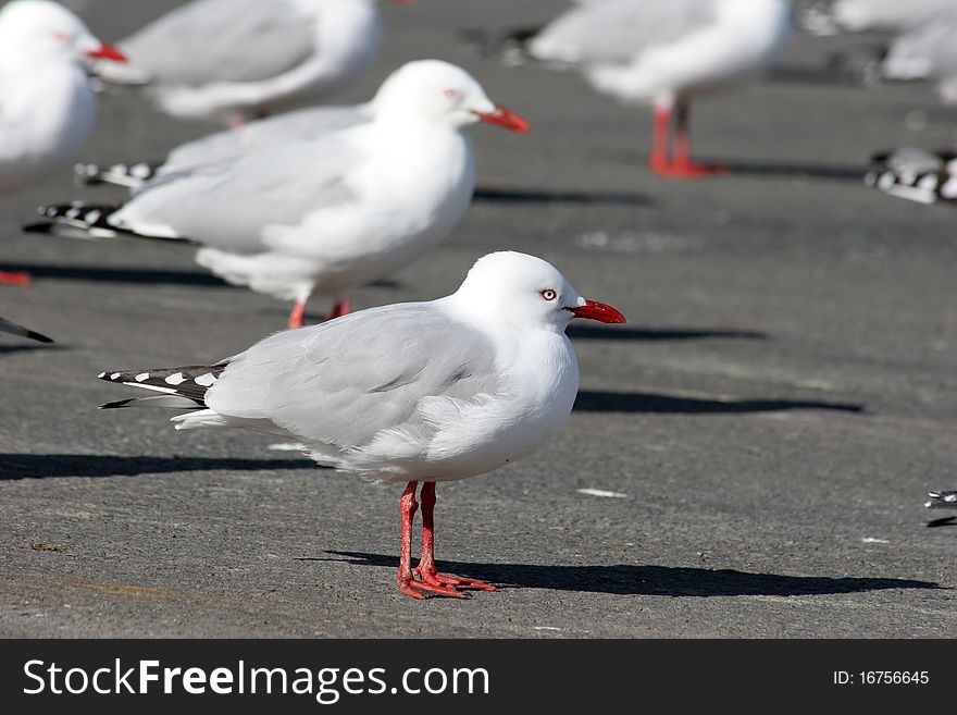 Seagull standing on the concrete