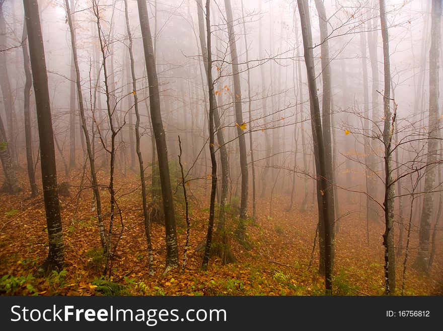 Magic autumn forest of misty. Magic autumn forest of misty