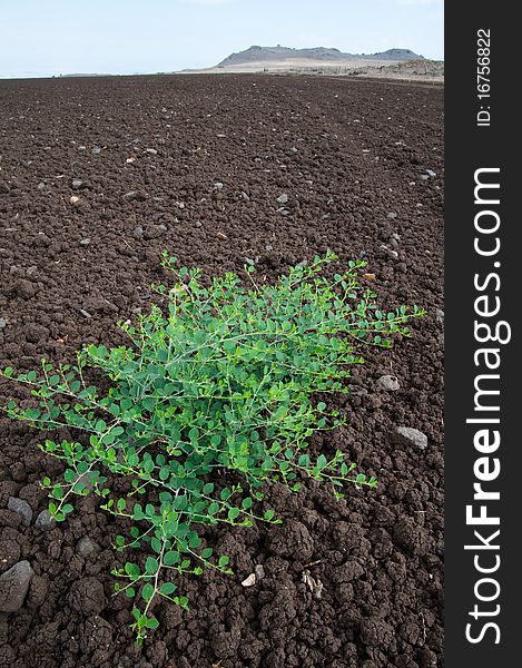 A plant grows in the middle of a freshly tilled field on an Israeli Jewish kibbutz communal farm. A plant grows in the middle of a freshly tilled field on an Israeli Jewish kibbutz communal farm.