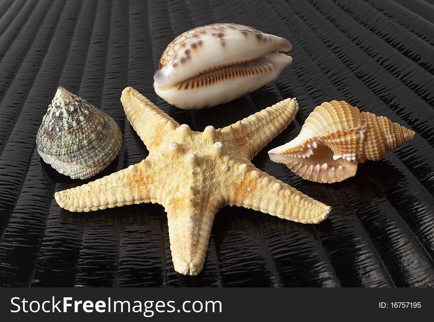 Starfish and three seashells over black glossy shell background. Starfish and three seashells over black glossy shell background