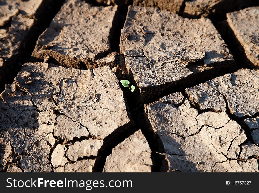 A small green plant grows in spite of cracked earth indicating dry weather, drought, or lack of water. A small green plant grows in spite of cracked earth indicating dry weather, drought, or lack of water.